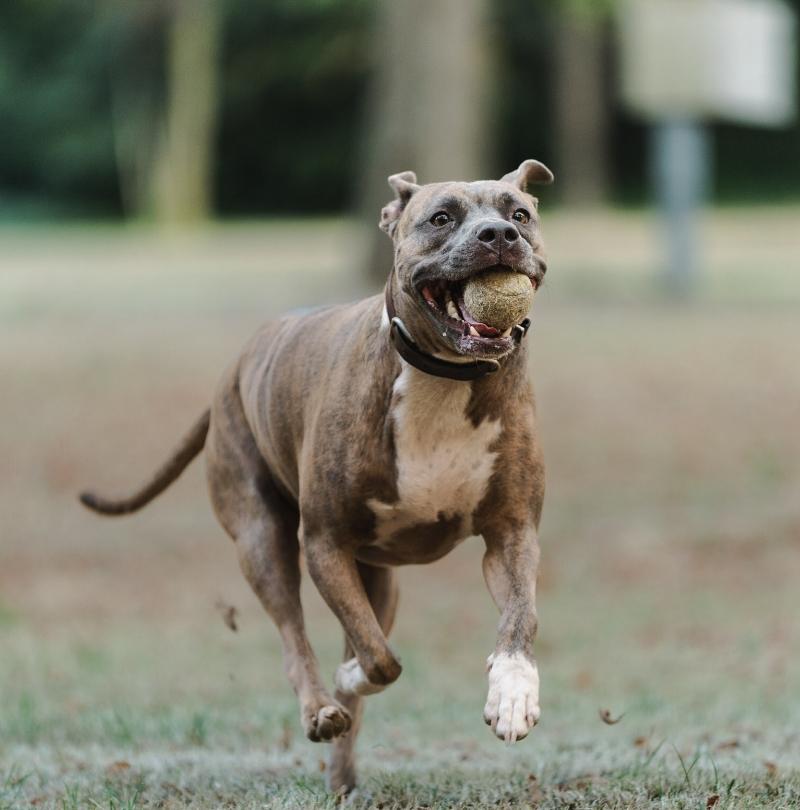 Cane felice corre con una palla in bocca in un parco.
